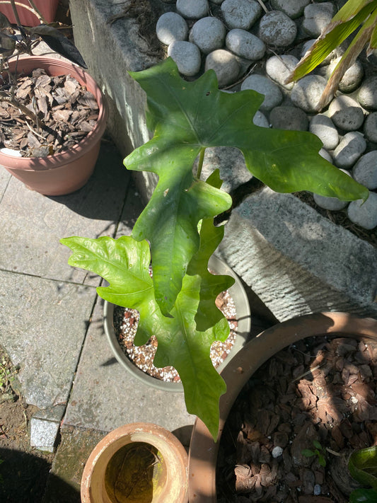 Alocasia nycteris