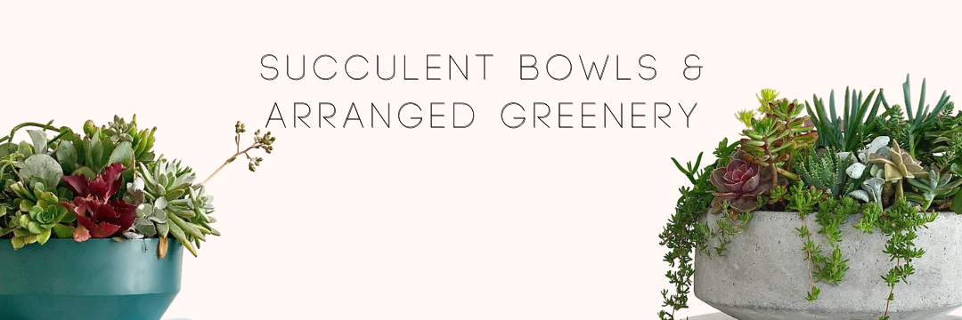 Succulent Bowls & Arranged Greenery