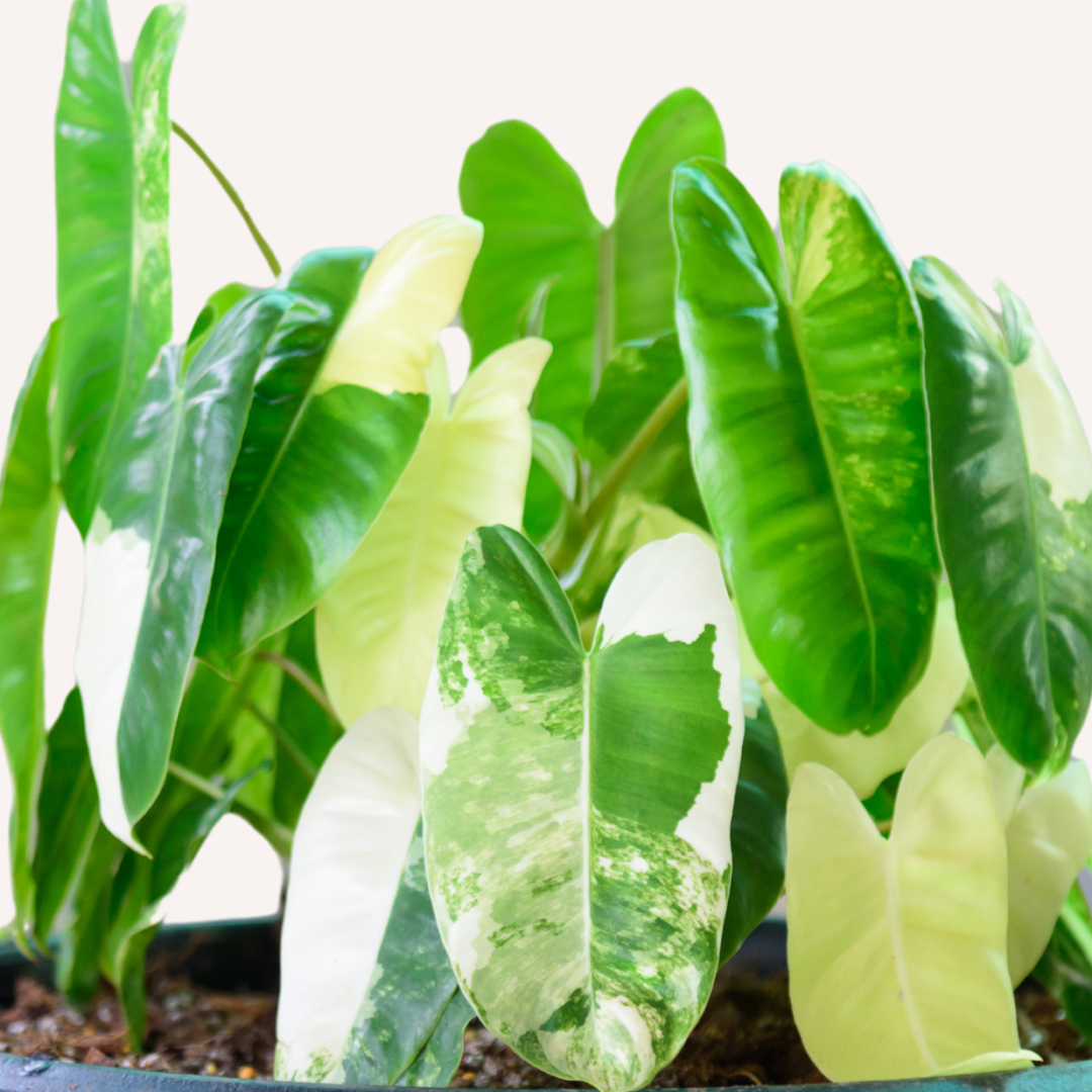 philodendron burle marx australia Variegated Philodendron Burle Marx