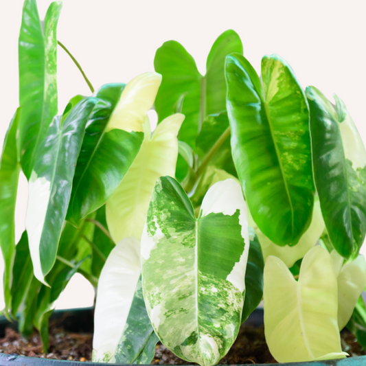 Variegated Philodendron Burle Marx