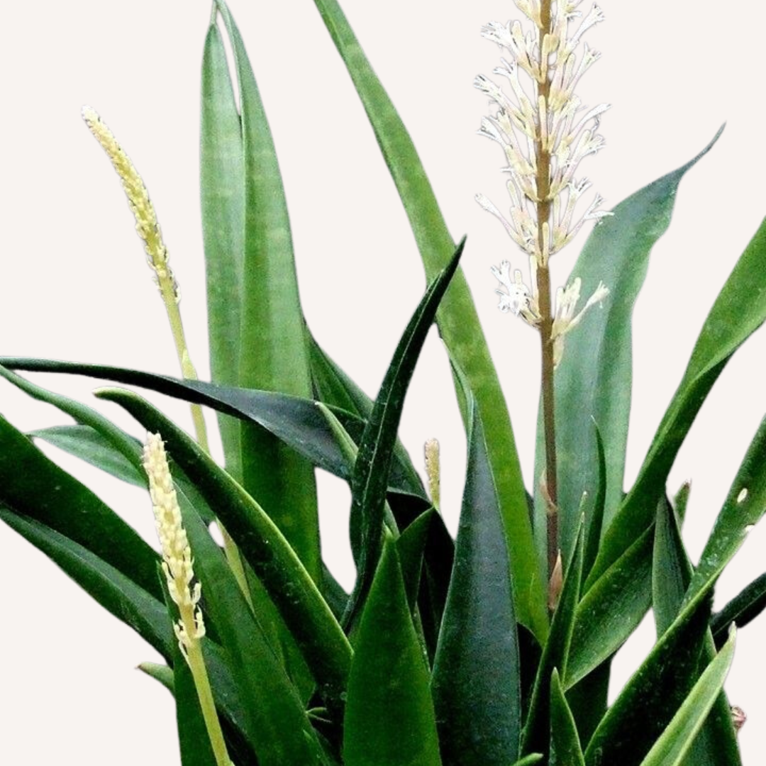 Sansevieria parva (Kenya hyacinth) - Snake plant