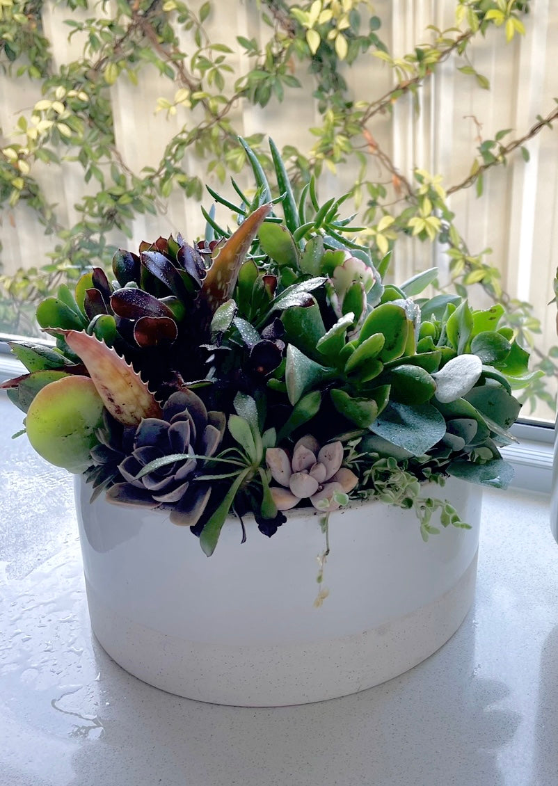 The Petal - Succulent Bowl