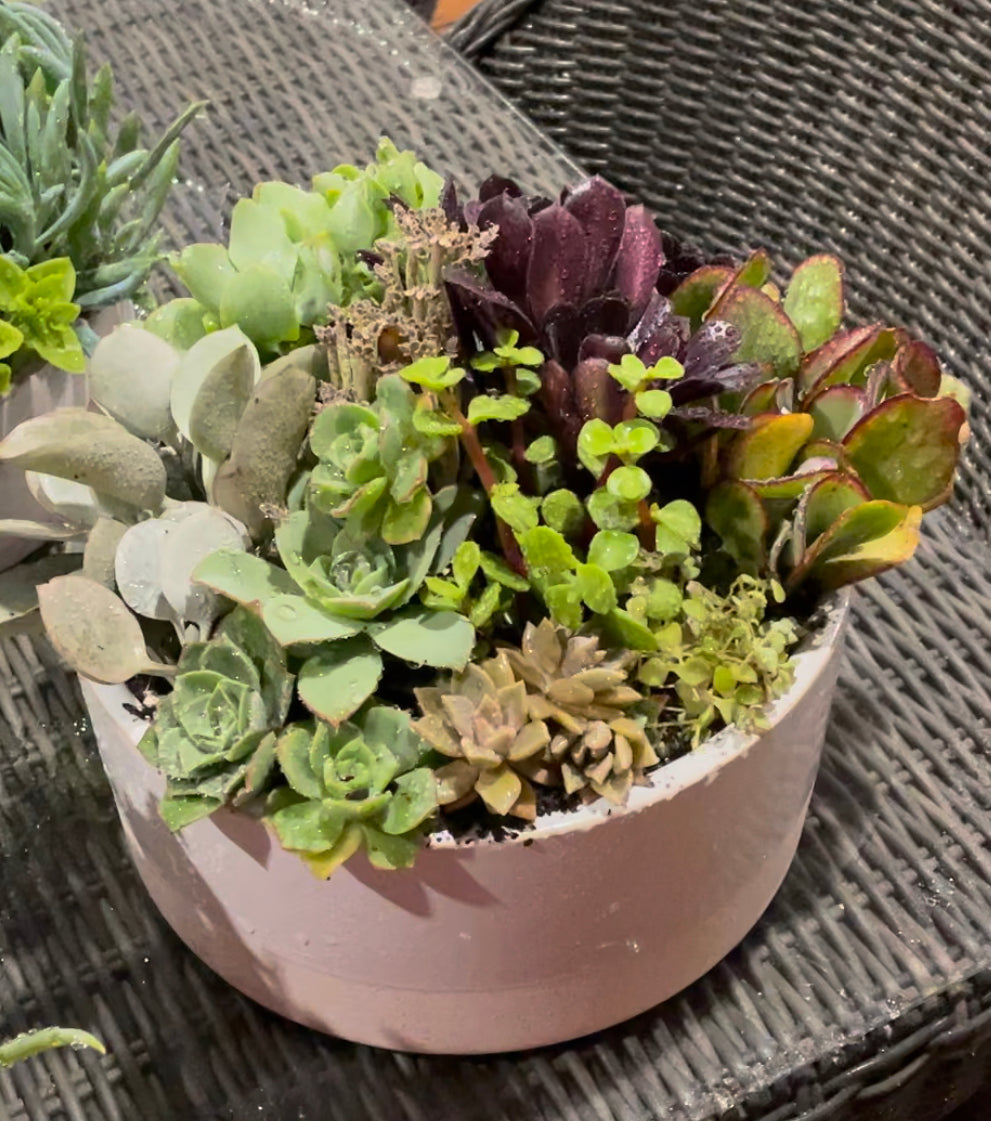 The Petal - Succulent Bowl