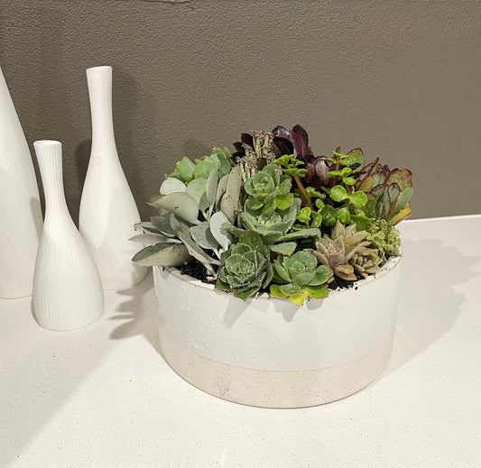 The Petal - Succulent Bowl