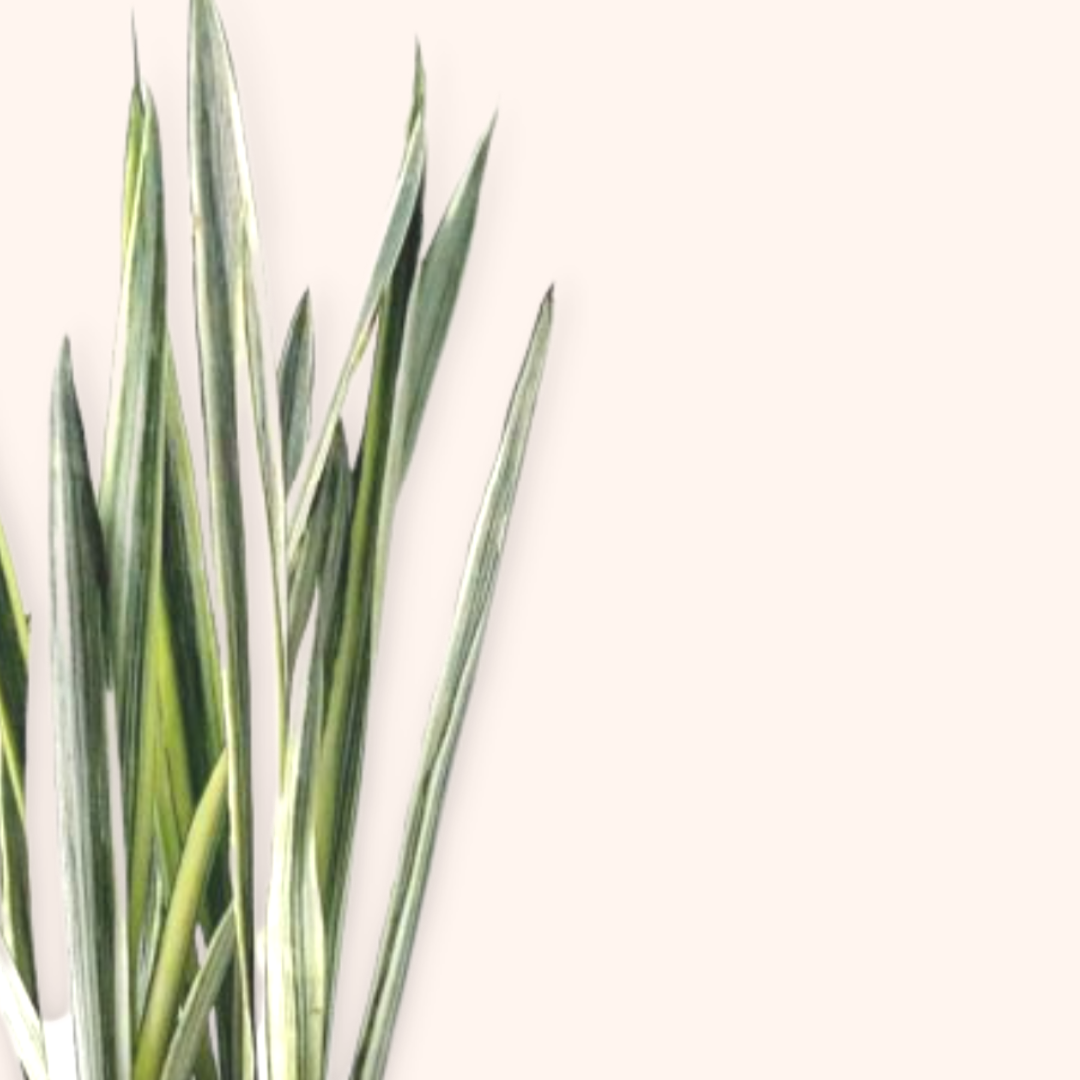 bantel's sensation snake plant latin name Sansevieria trifasciata 'Bantel's Sensation' - Mother-in-law's tongue | White Snake Plant