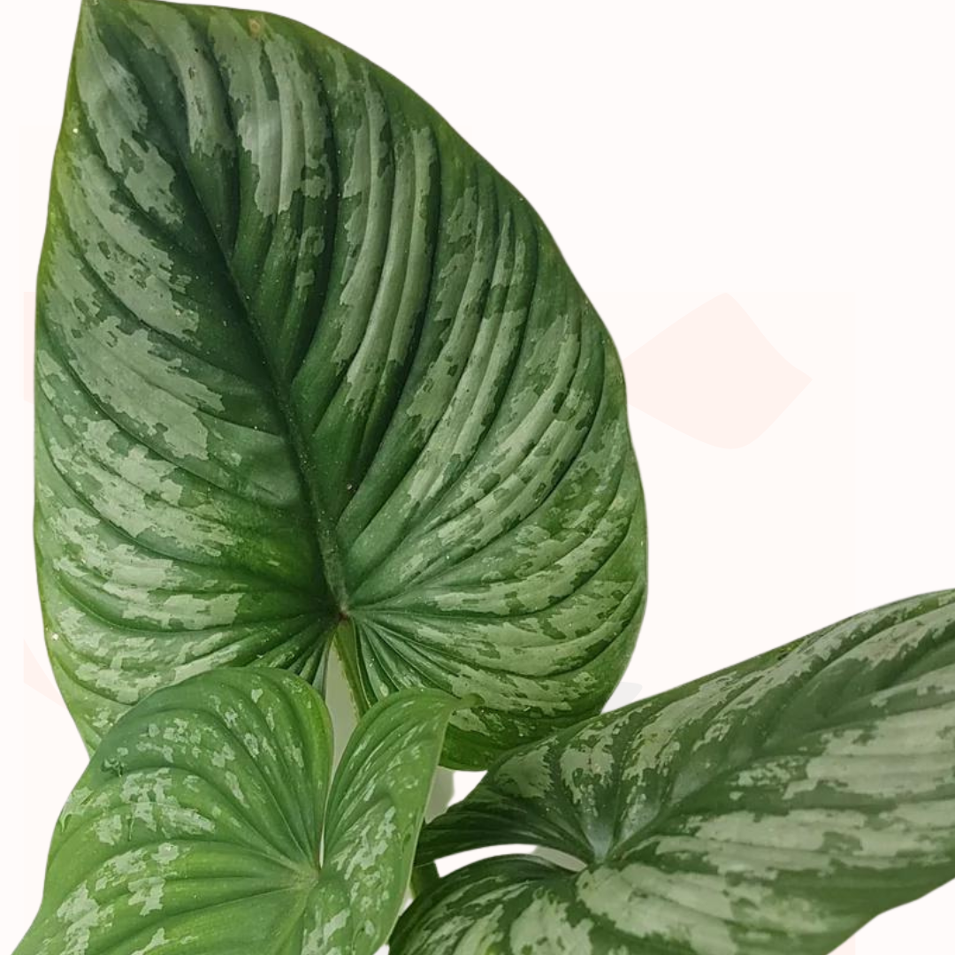 Philodendron mamei - Silver Cloud