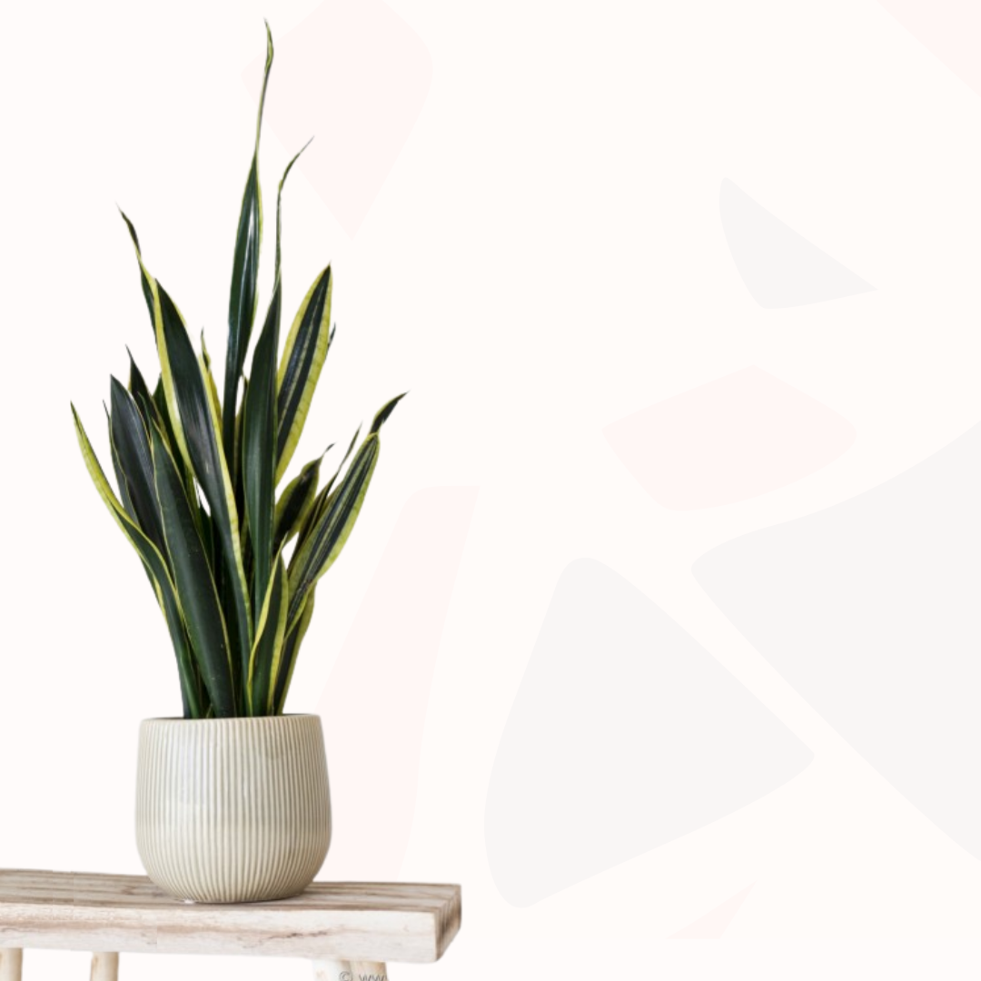 Sansevieria trifasciata - Mother-in-law's tongue (Black Gold)
