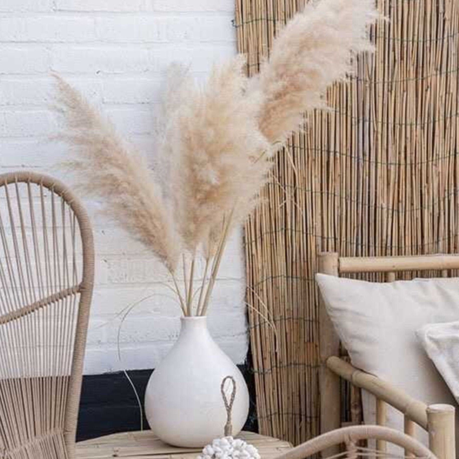 Dried Pampas Grass - Le Botanist