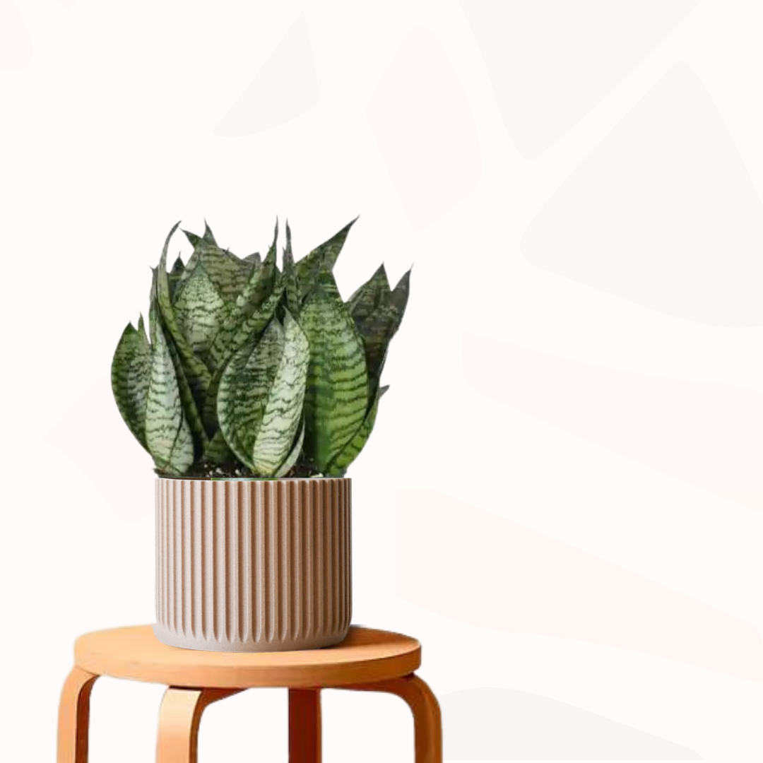 Sansevieria trifasciata 'Hahnii' - Dwarf Mother-in-law's tongue | Bird's  Nest Sansevieria