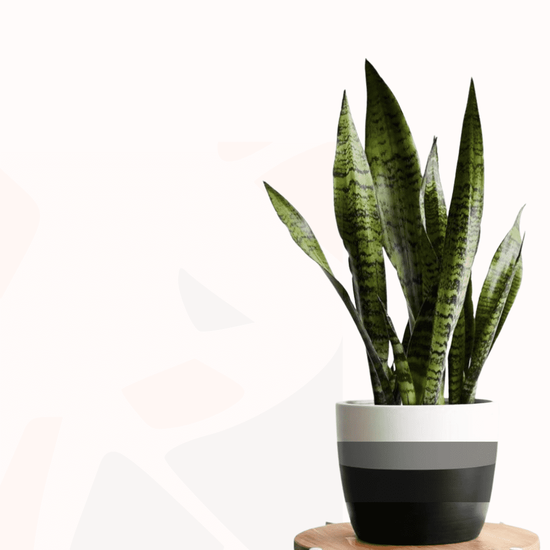 snake plant futura robusta Sansevieria trifasciata 'Futura Robusta' - Mother-in-law's tongue