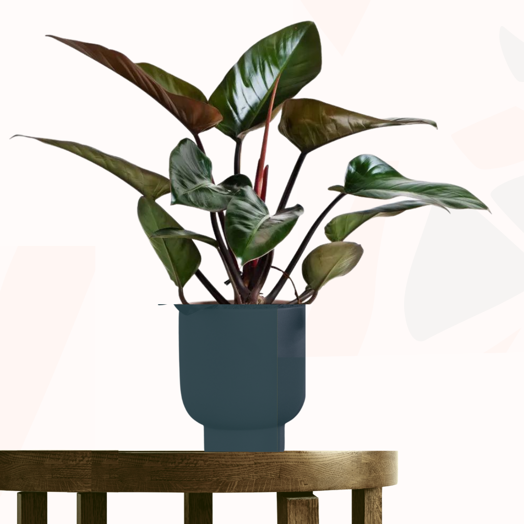 Philodendron tatei - Rojo Congo