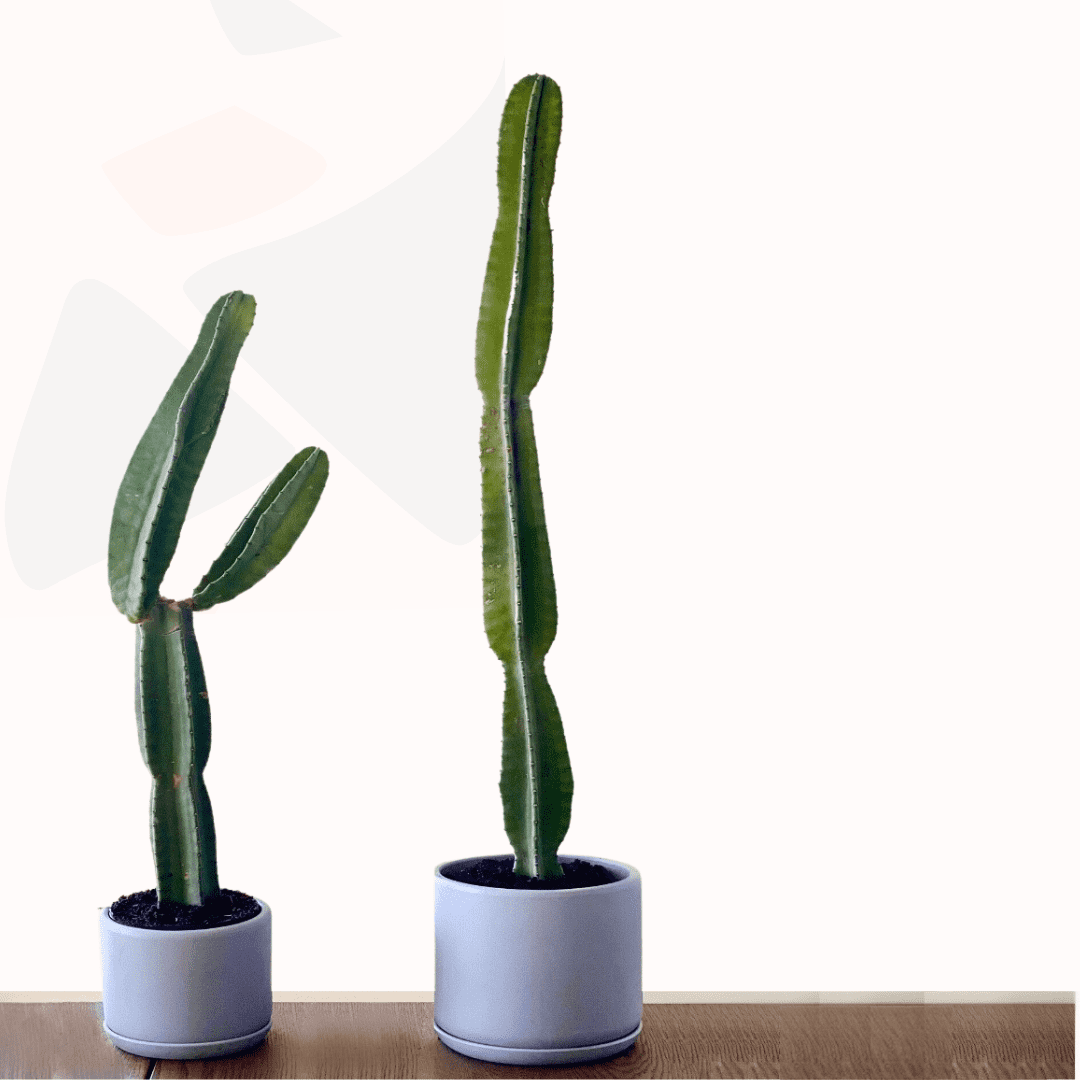 Cereus repandus - Peruvian Apple Cactus