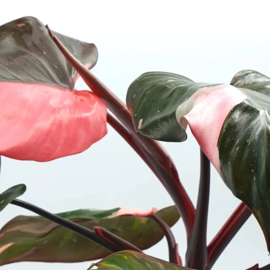 Philodendron erubescens - Pink Princess