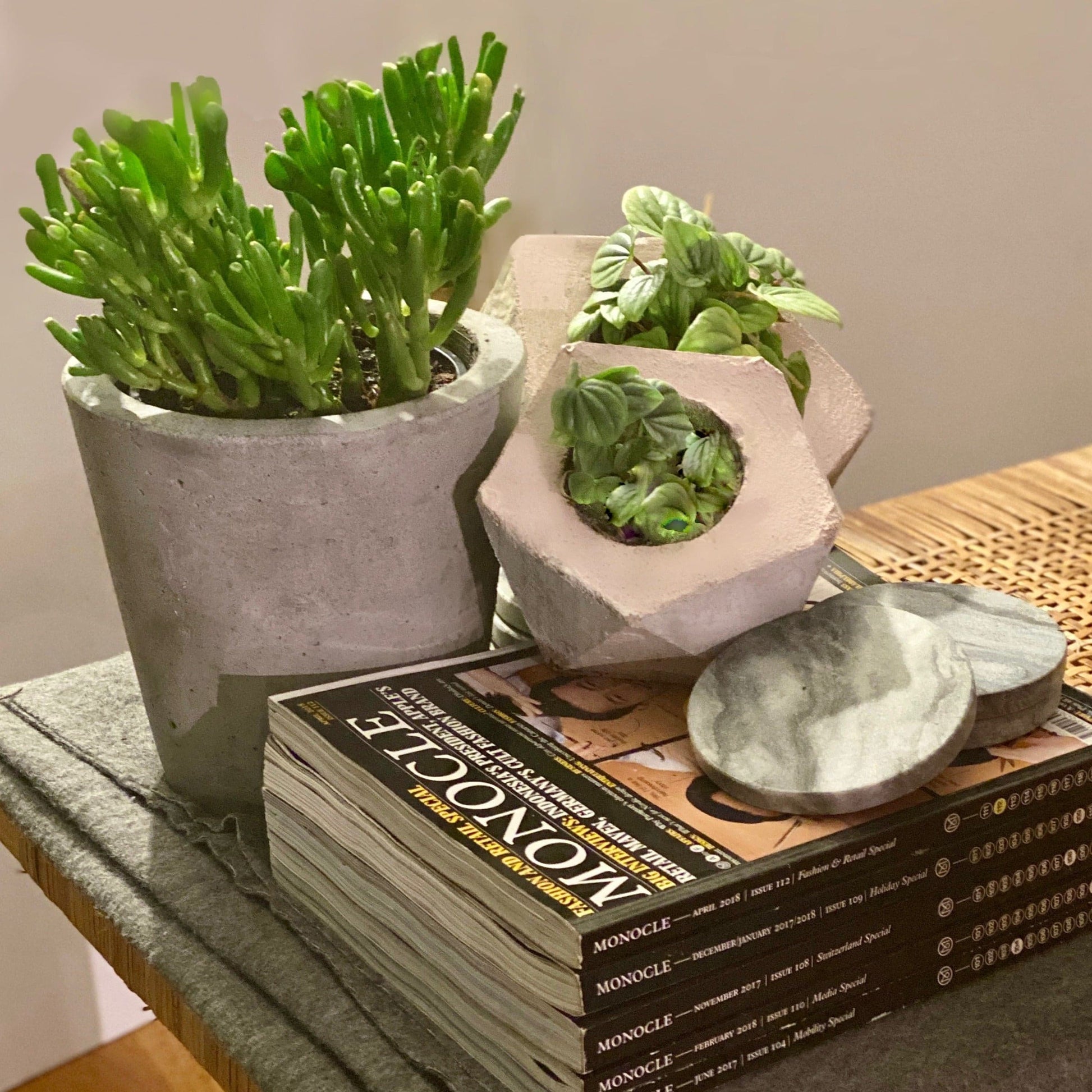 hobbit jade succulent Crassula ovata - Little Hobbit Jade Plant