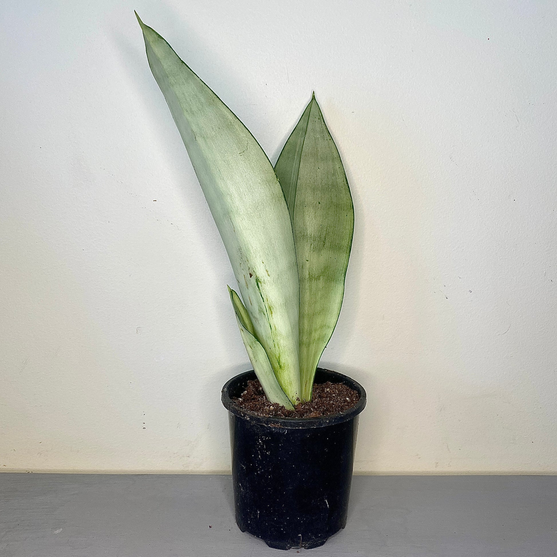 sansevieria moonshine nz Sansevieria trifasciata 'Moonshine' - Mother-in-law's tongue