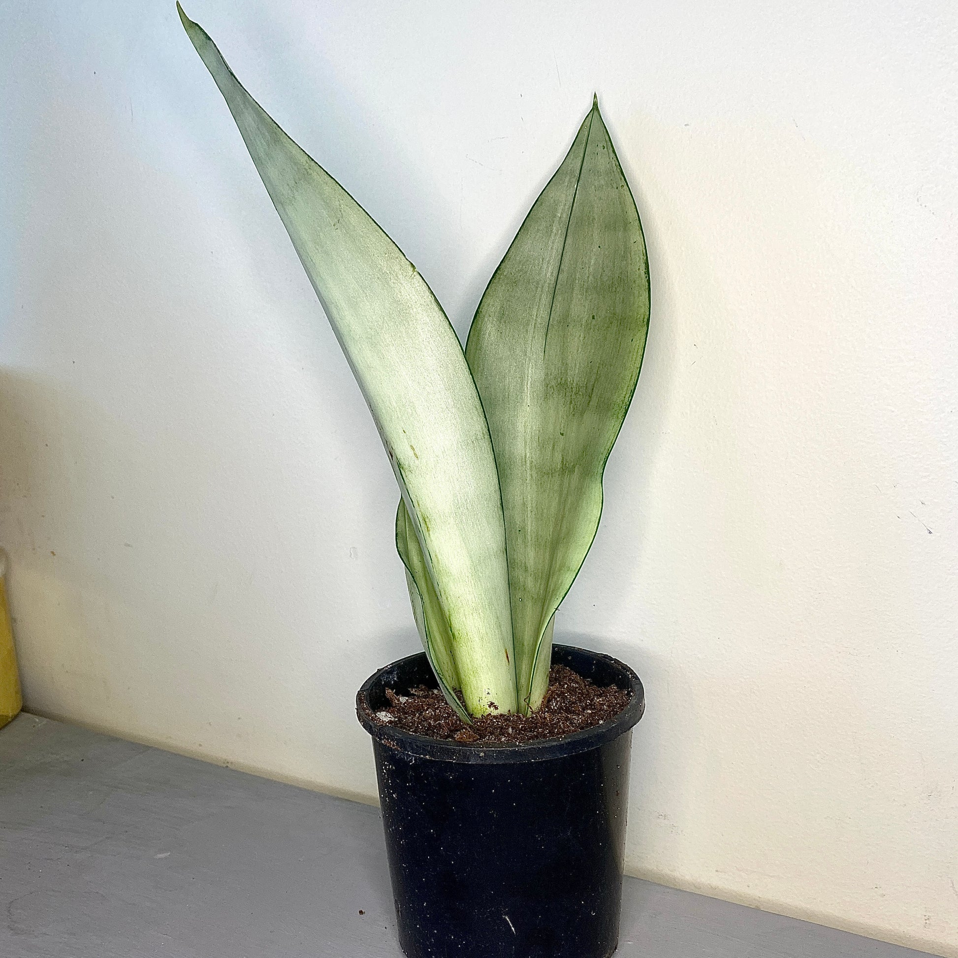 sansevieria trifasciata moonlight Sansevieria trifasciata 'Moonshine' - Mother-in-law's tongue
