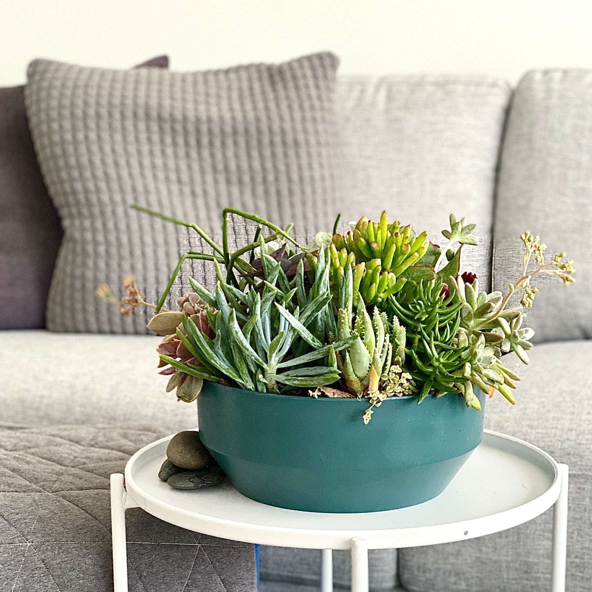 The Bulb - Succulent Bowl - Le Botanist