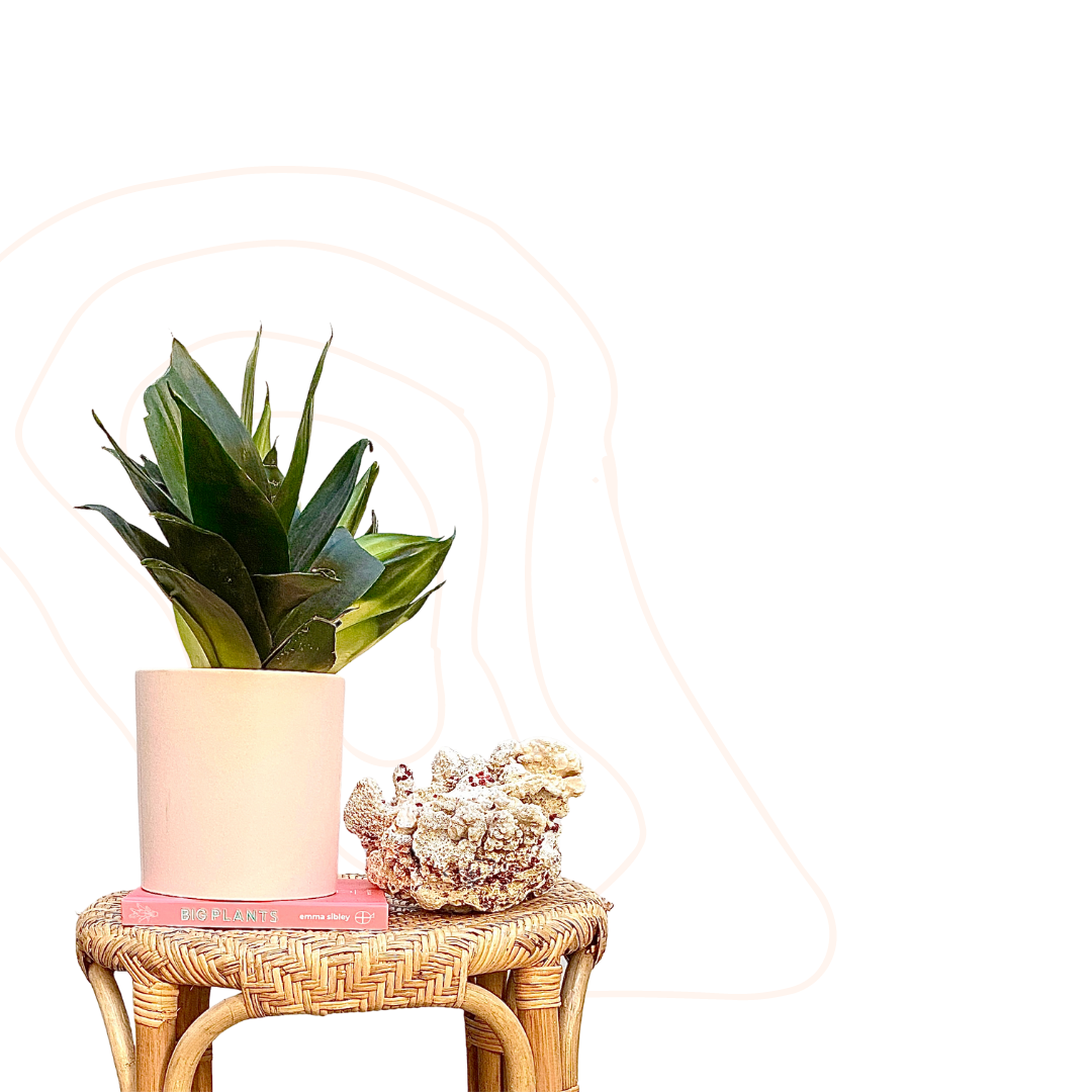 sansevieria jade vs black dragon Sansevieria trifasciata 'Jade Hahnii' - Dwarf Mother-in-law's tongue | Black  Dragon Snake Plant